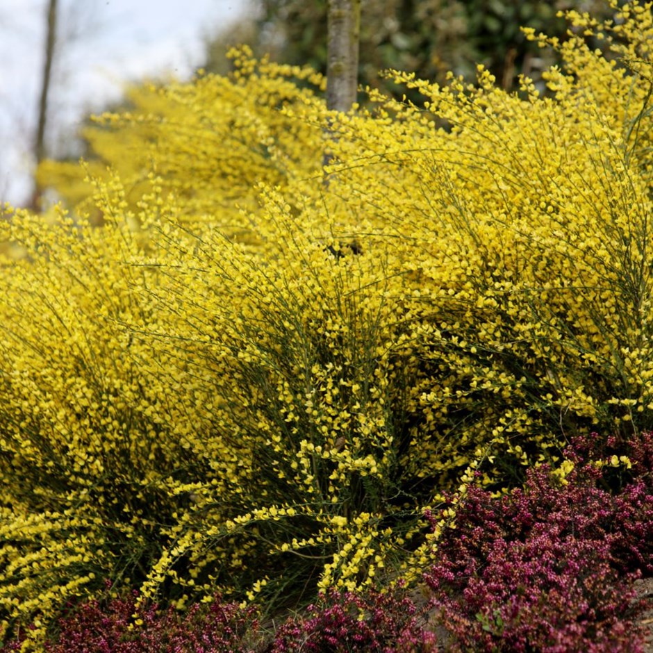 Cytisus praecox 'Allgold'